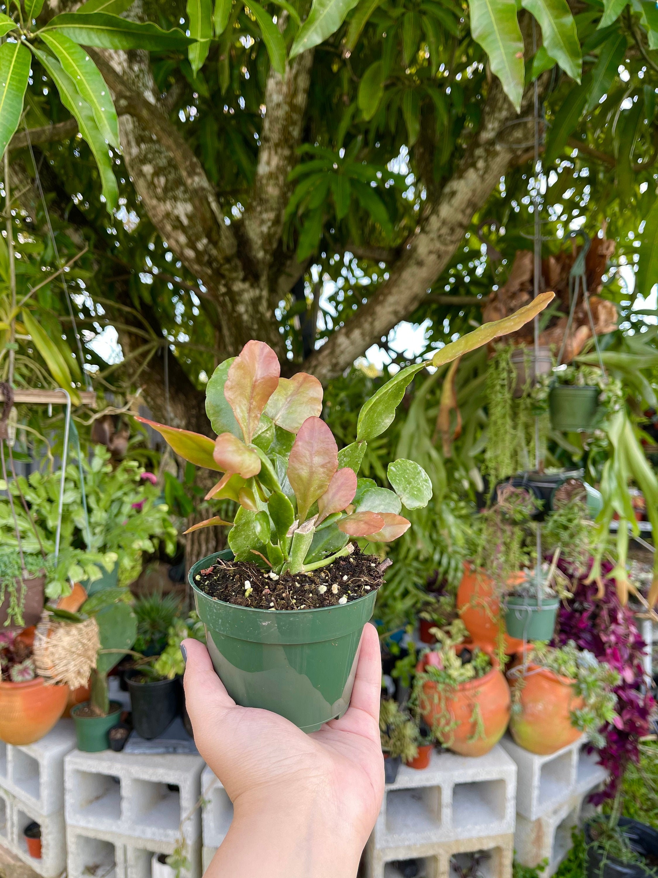 Rhipsalis Elliptica | Epiphytic Cactus Rare Succulent Live Cacti - Etsy
