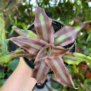 Cryptanthus Menescal Rare Bromeliad Live Plant image 3