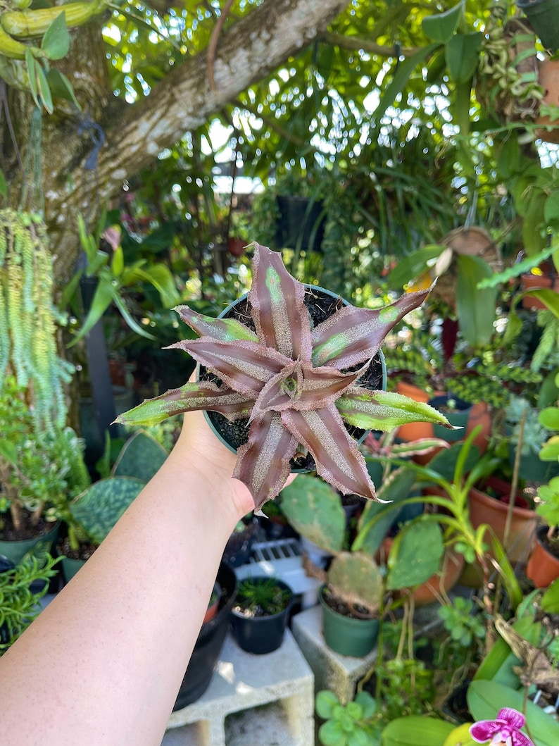 Cryptanthus Menescal Rare Bromeliad Live Plant image 1