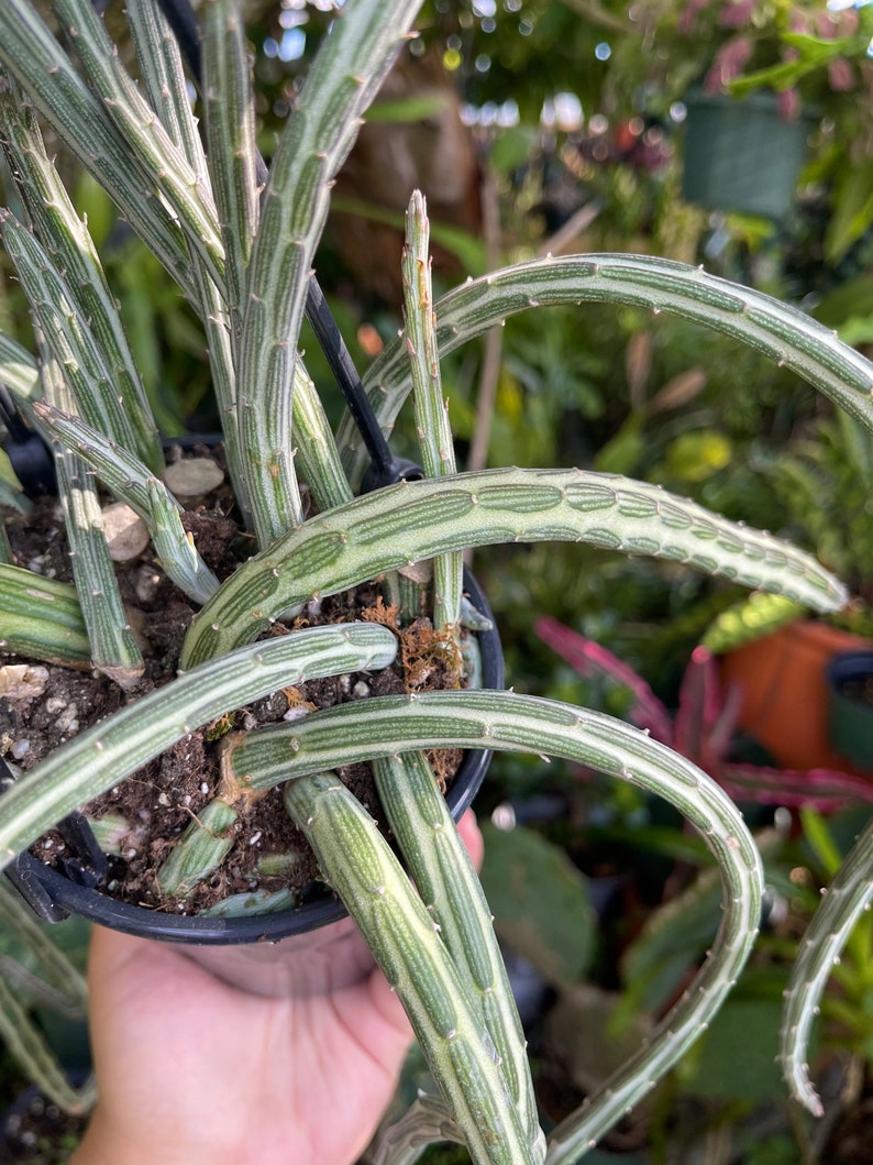 Large Senecio Stapeliiformis ‘Pickle Plant’ Rare Succulent Live Plant - Thumbnail 3