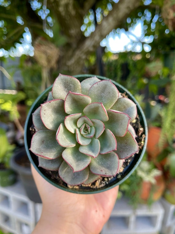 Echeveria Morani Red Rim Rare Succulent Live Plant | Etsy