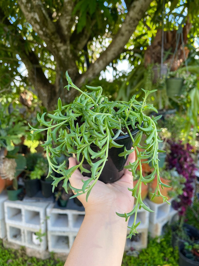 String of Dolphins Senecio Peregrinus Live Plant - Thumbnail 5