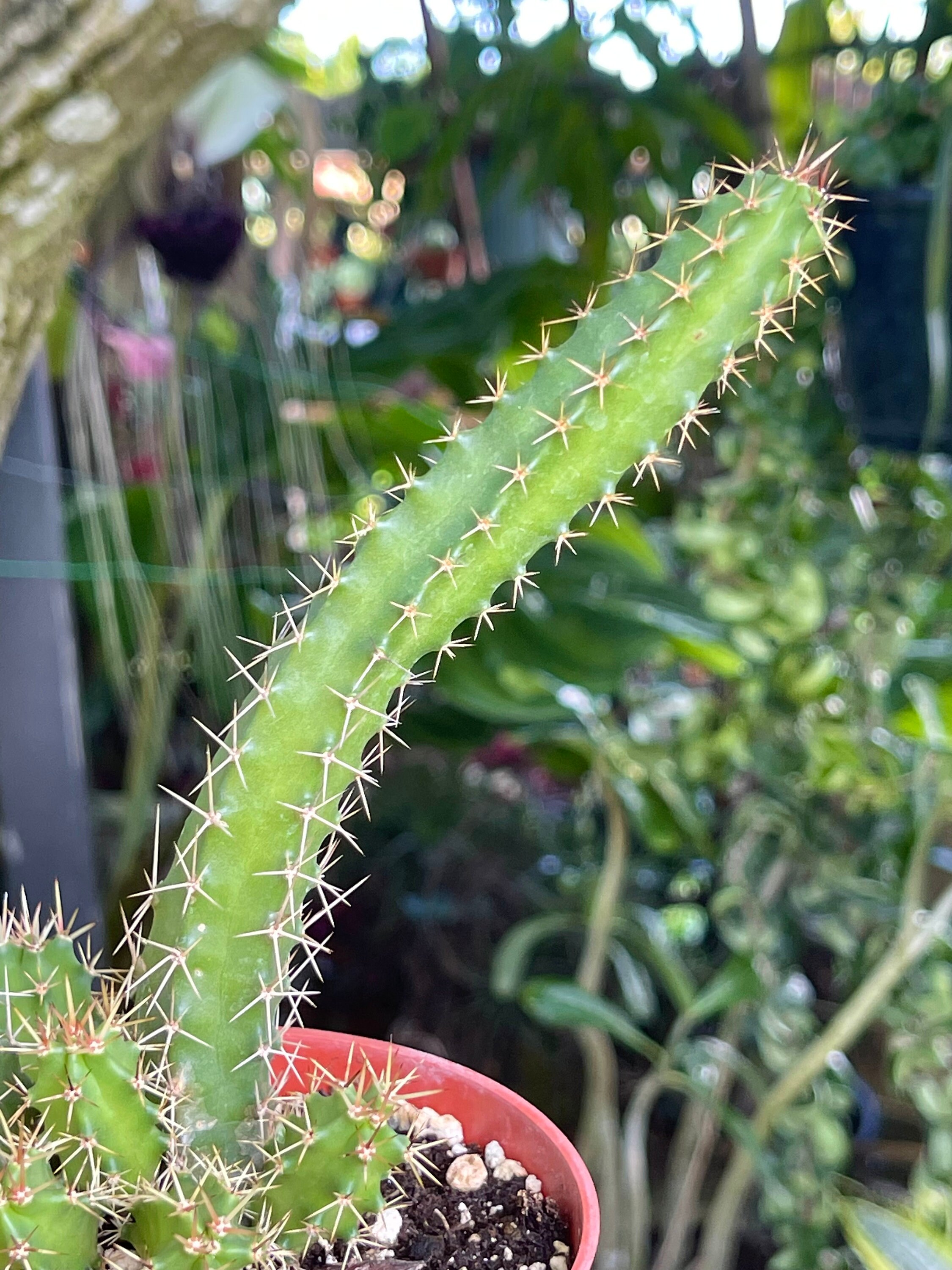 Echinocereus Pentalophus Lady Finger Cactus Rare Succulent Etsy