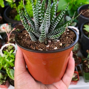 Zebra Haworthia Fasciata Rare Succulent Live Plant image 2