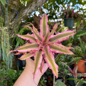 Cryptanthus Bivittatus Pink Starlite Rare Live Plant image 8