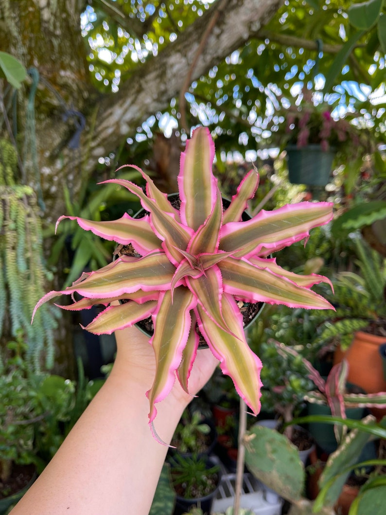 Cryptanthus Bivittatus Pink Starlite Rare Live Plant image 8