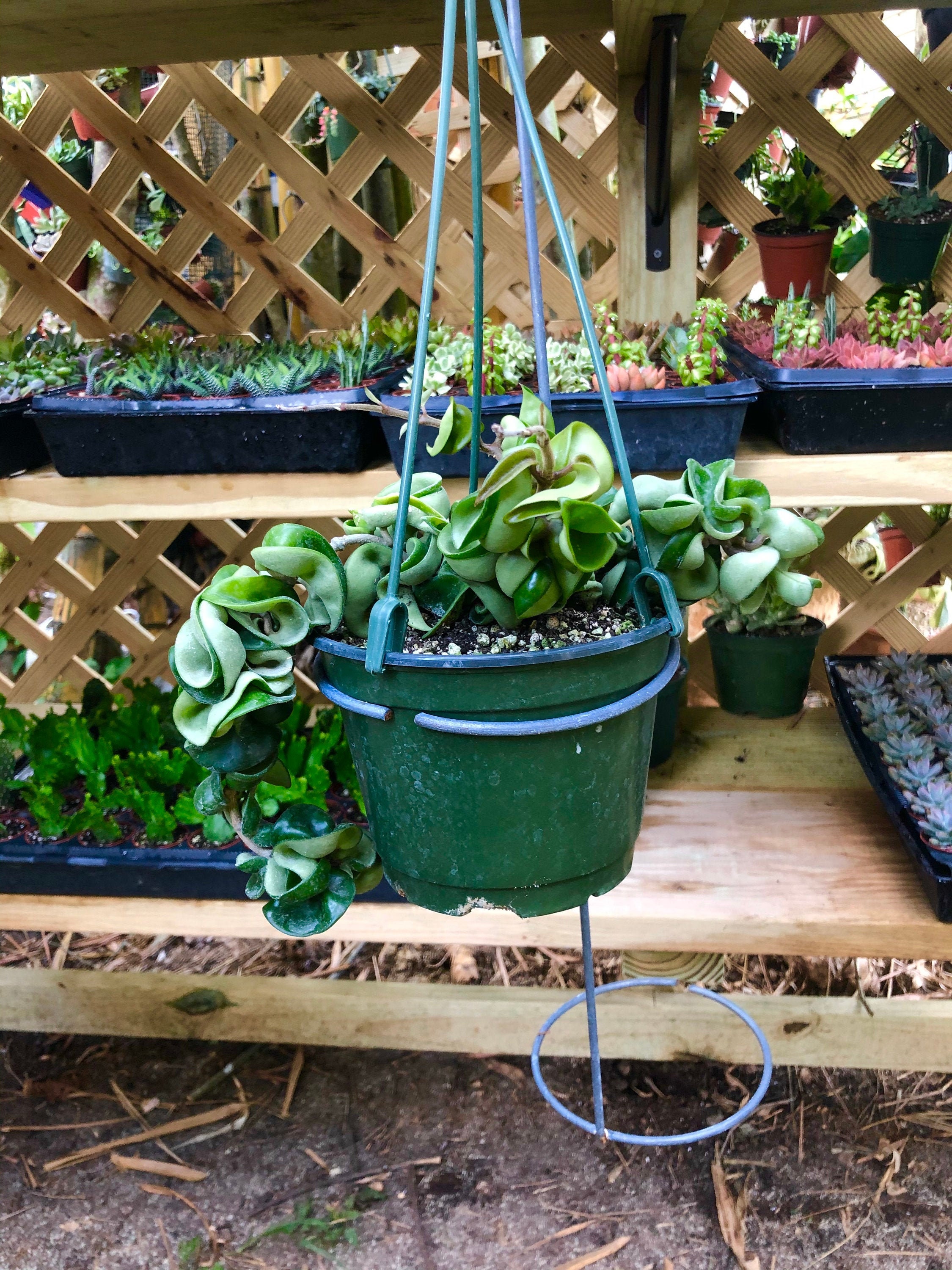Hindu Rope Hoya Carnosa Compacta Rare Succulent Live Plant - Etsy