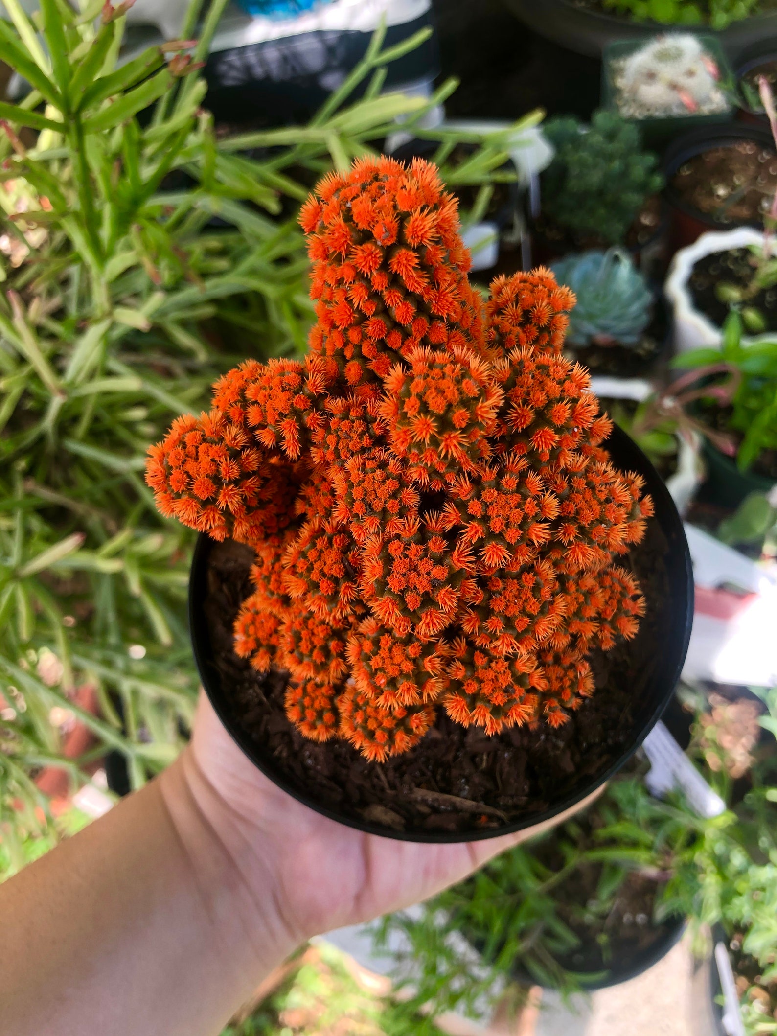 Orange Desert Gems Cacti Rare Succulent Cactus Live Plant Etsy