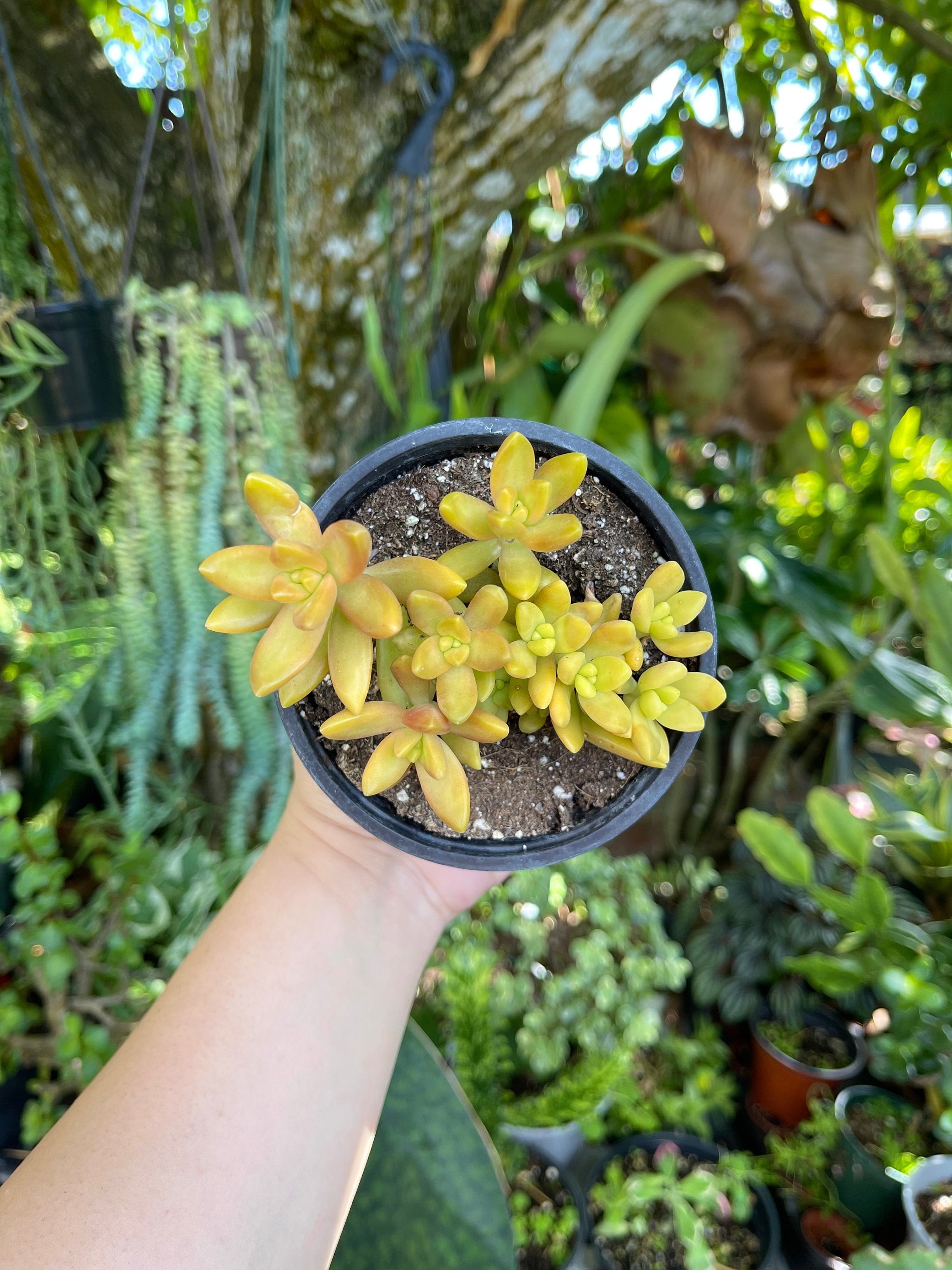Custom Yellow Sedum Nussbaumerianum Rare Succulent Live Plant - Etsy