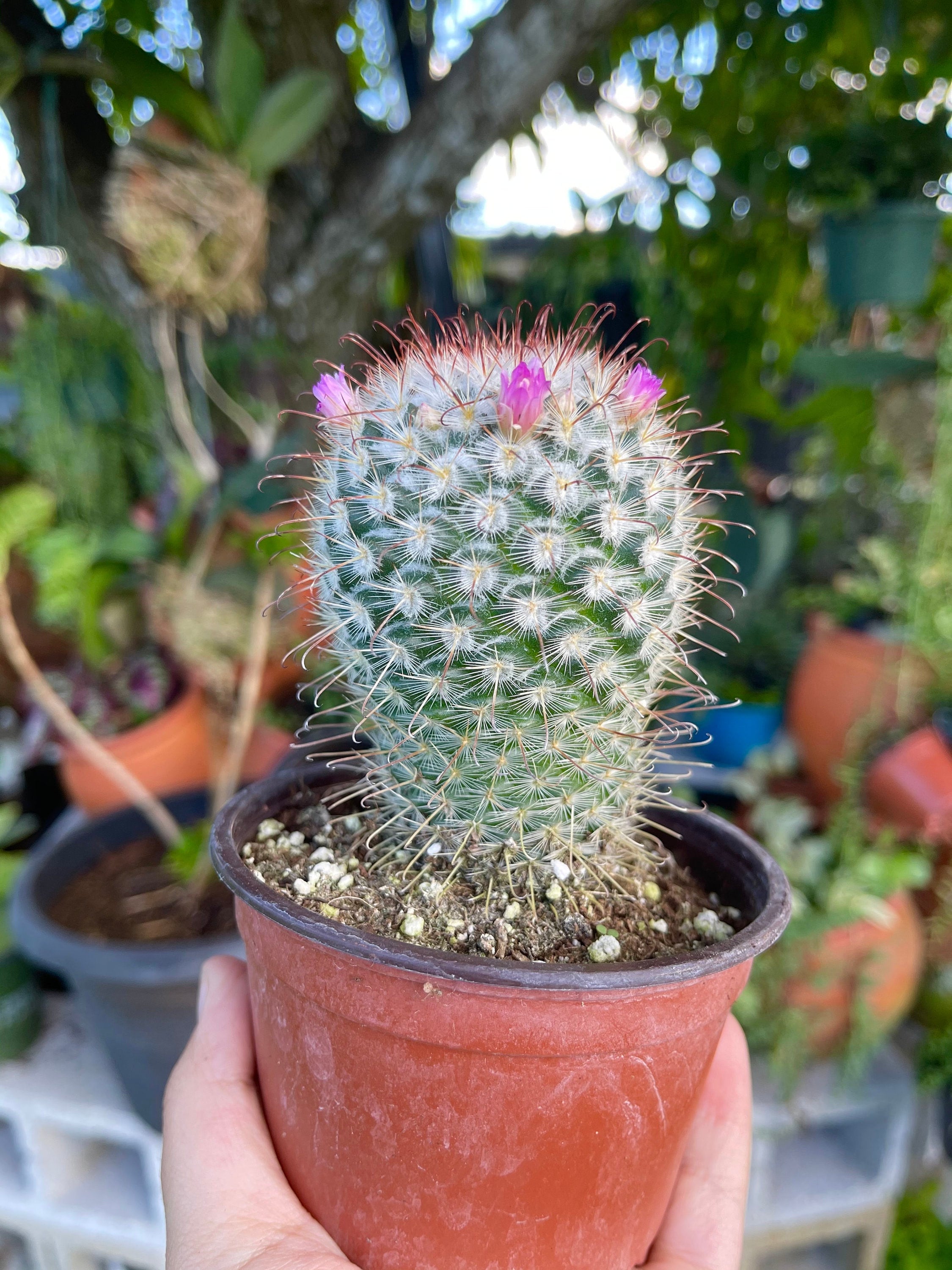 Mammillaria Perez De La Rosa Cactus Rare Succulent Live Plant Cactus - Etsy