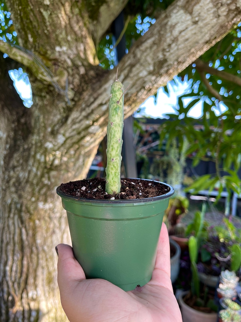LilyParadiseFlowers Opuntia Cactus - Thumbnail 4