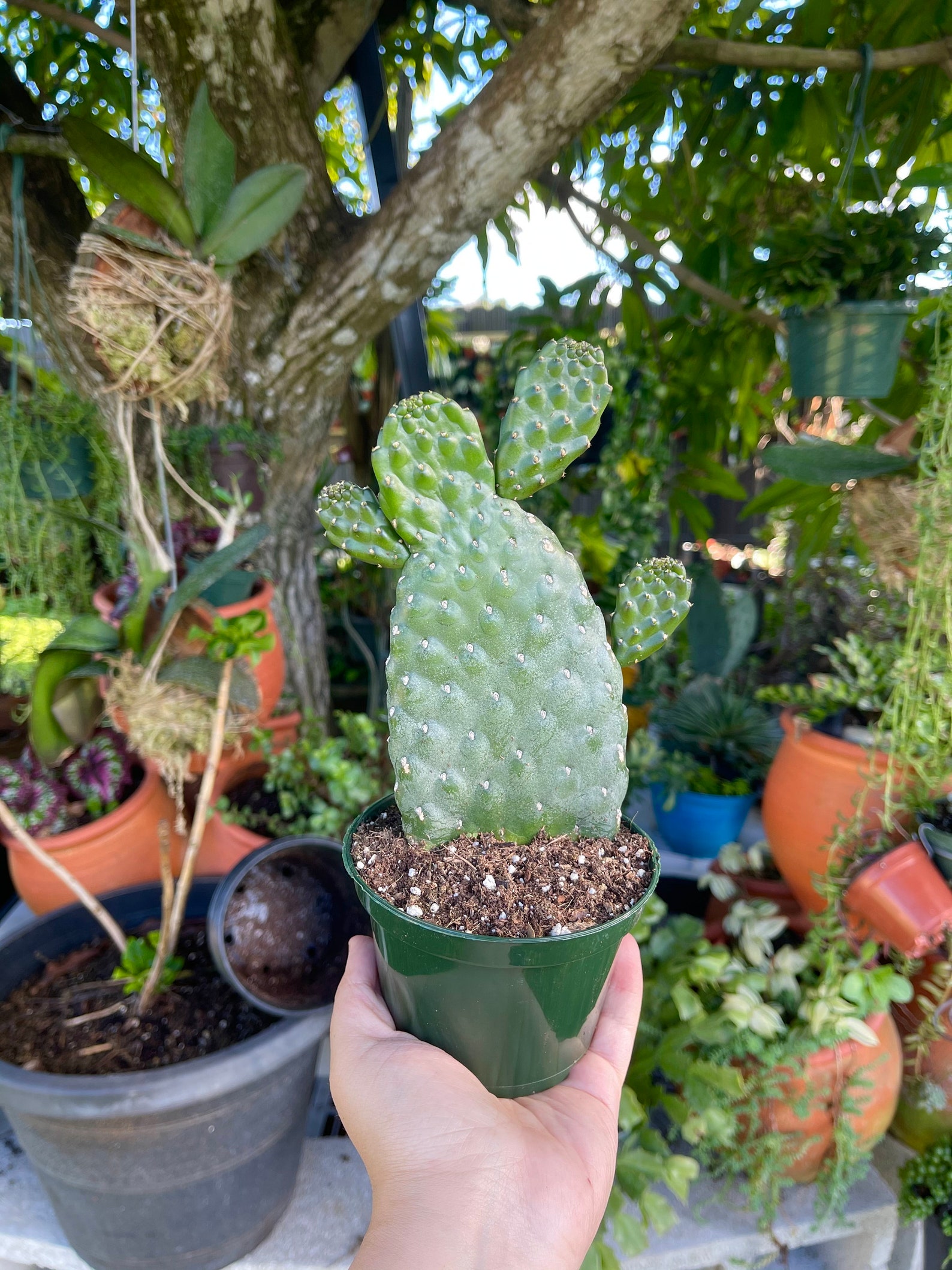 Opuntia Rubescens Road Kill Cactus Rare Succulent Live Smooth Etsy