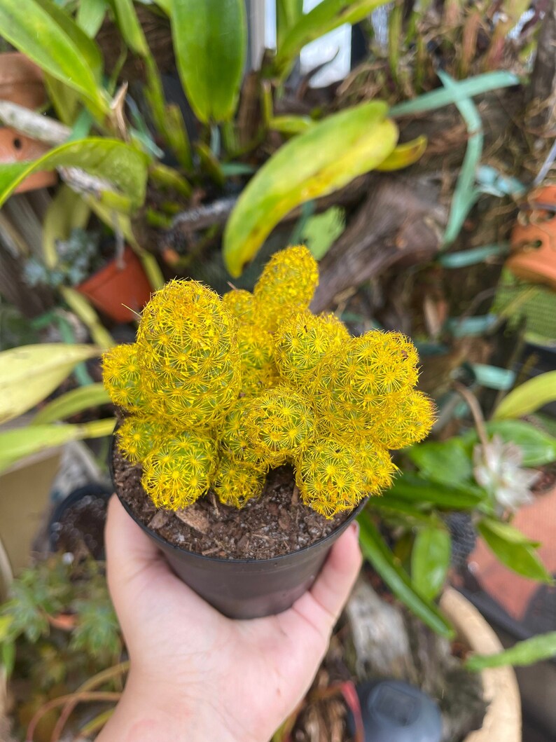 Yellow Desert Gems Cacti Rare Succulent Live Cactus Plant Etsy