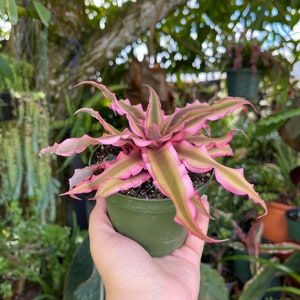 Cryptanthus Bivittatus Pink Starlite Rare Live Plant image 5