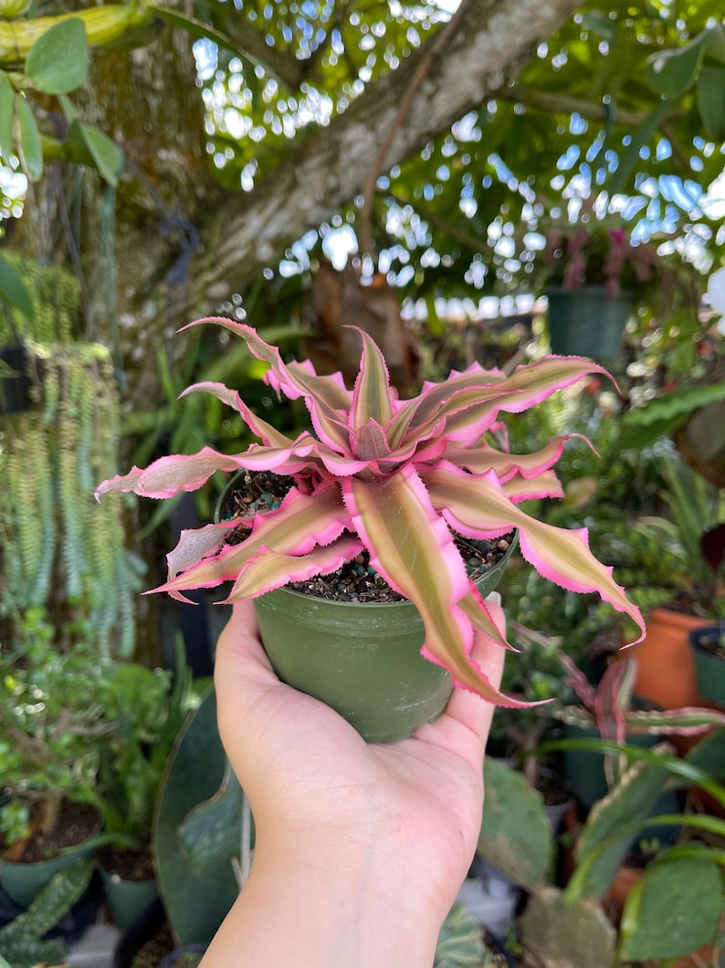 Cryptanthus Bivittatus Pink Starlite Rare Live Plant image 5