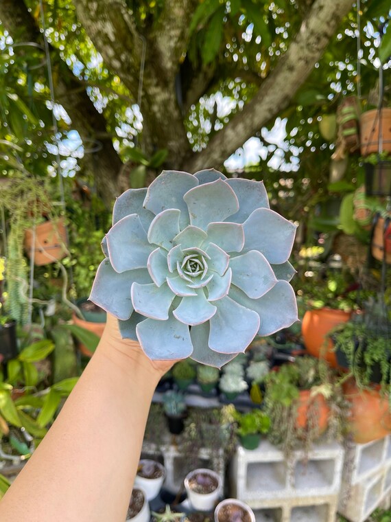 Echeveria Morning Beauty Rare Succulent Live Plant - Etsy Canada