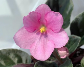 Pink Sparkly African Violet Live Plant, "Little Creek" Variety