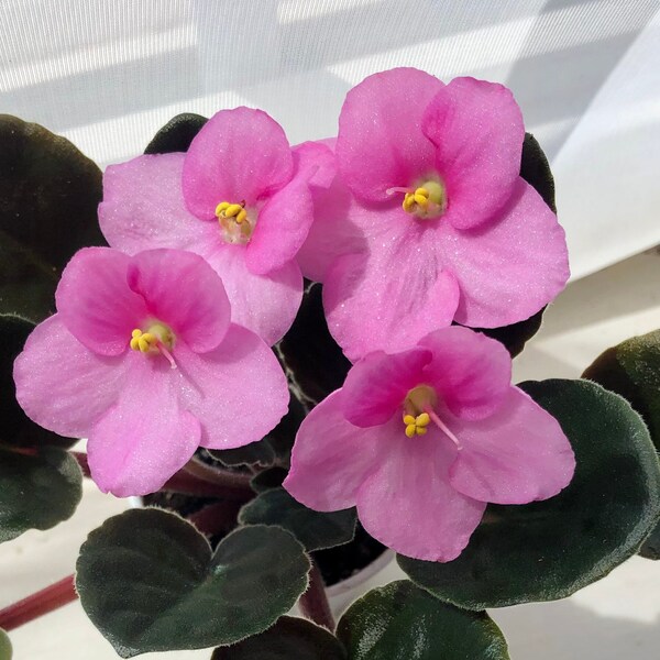 African Violet Plant - Etsy