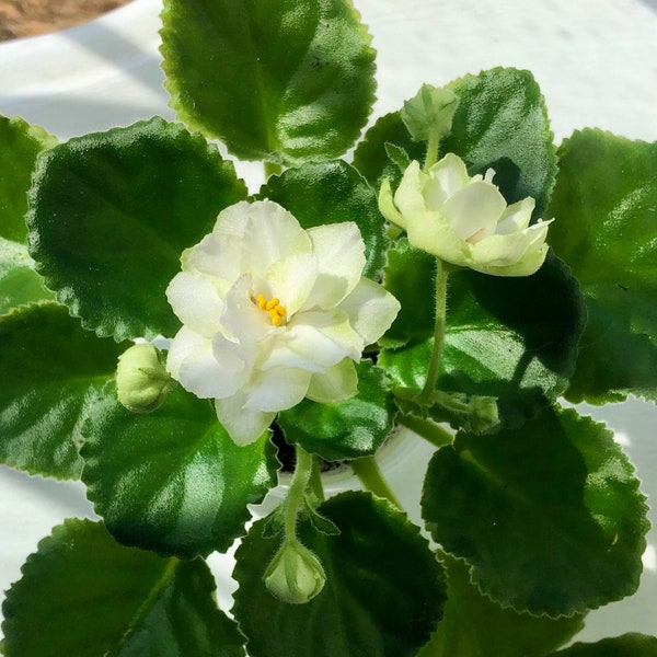 African Violet Live Plant, Green Horizon, Double Star, White, Green, and Light Blue Showy Flowers, Gift