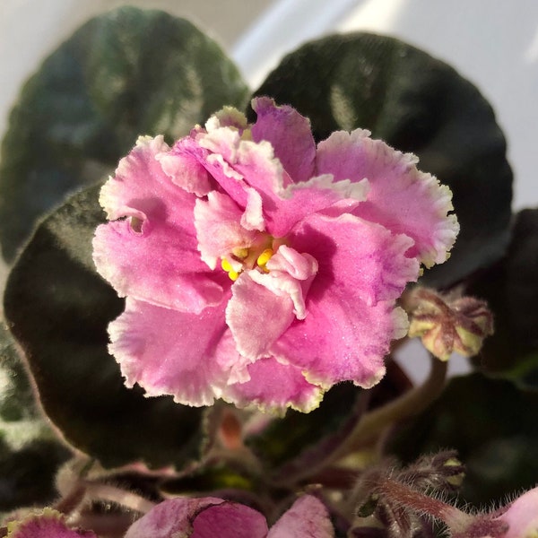 African Violet Live Plant -Silverglade Meadows- Starter House Plant, Pink Flowers, Rare Cuttings, Gift