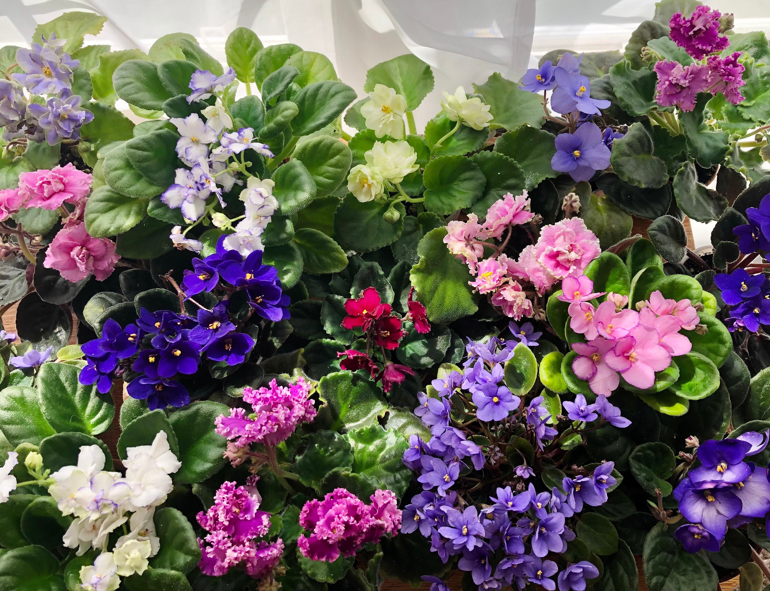 African Violet Live Plant Michigan Bright Pink Etsy