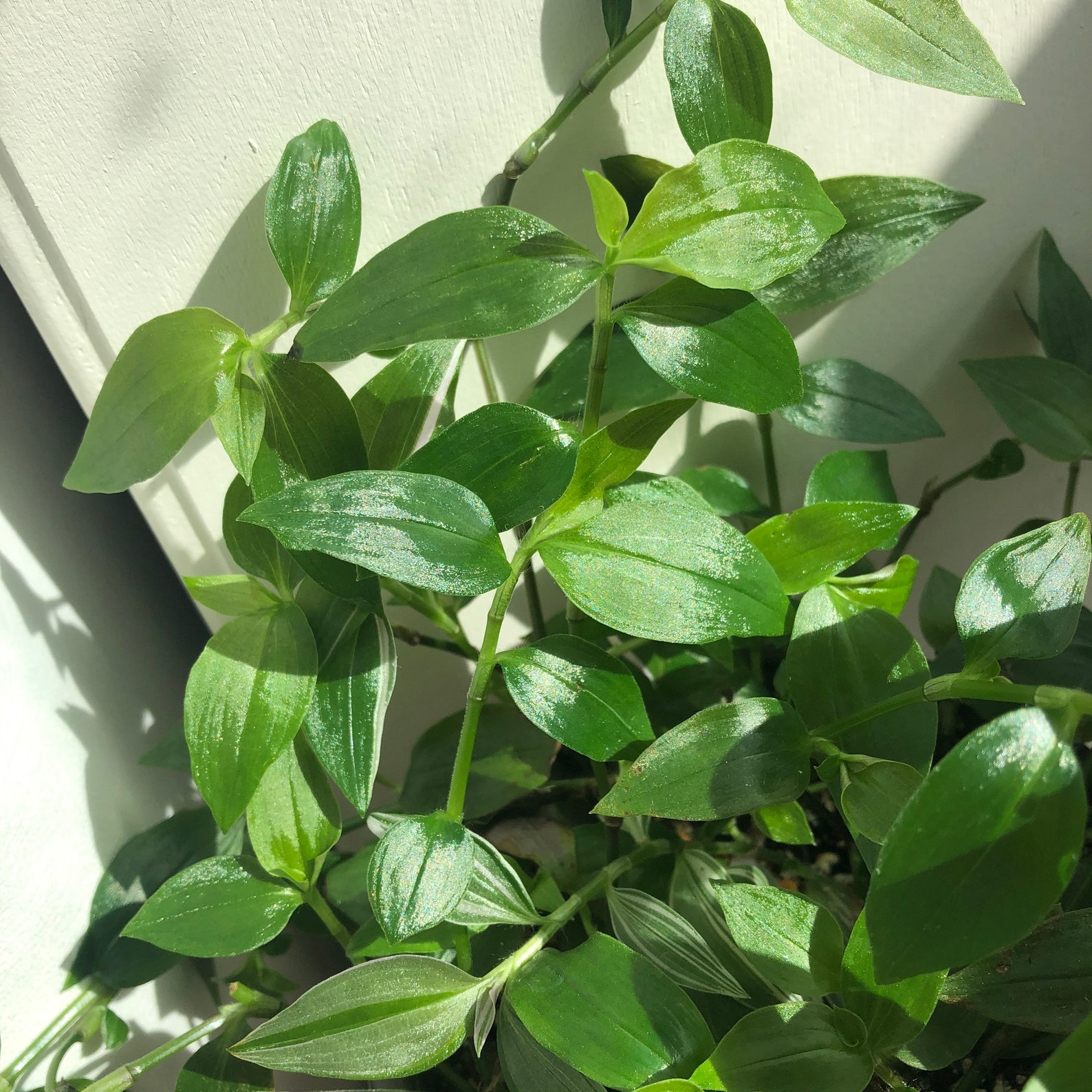 wandering jew leaves turning green