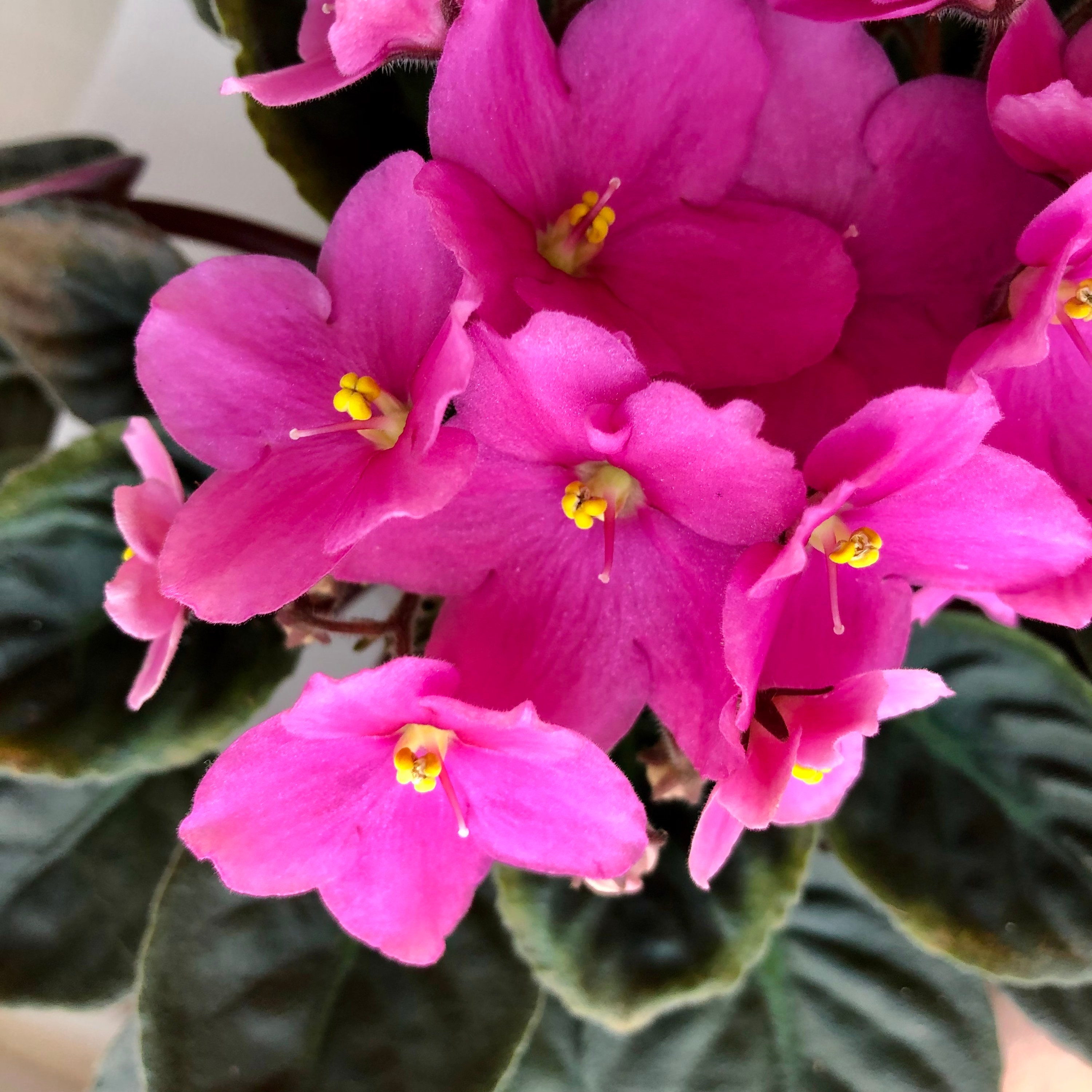 African Violet Live Plant Michigan Bright Pink Etsy
