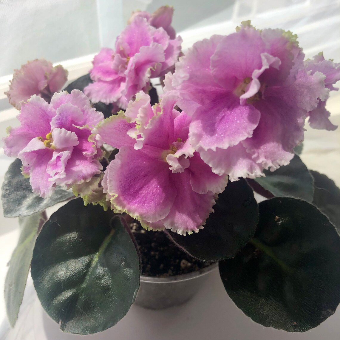 African Violet Live Plant Silverglade Meadows Etsy