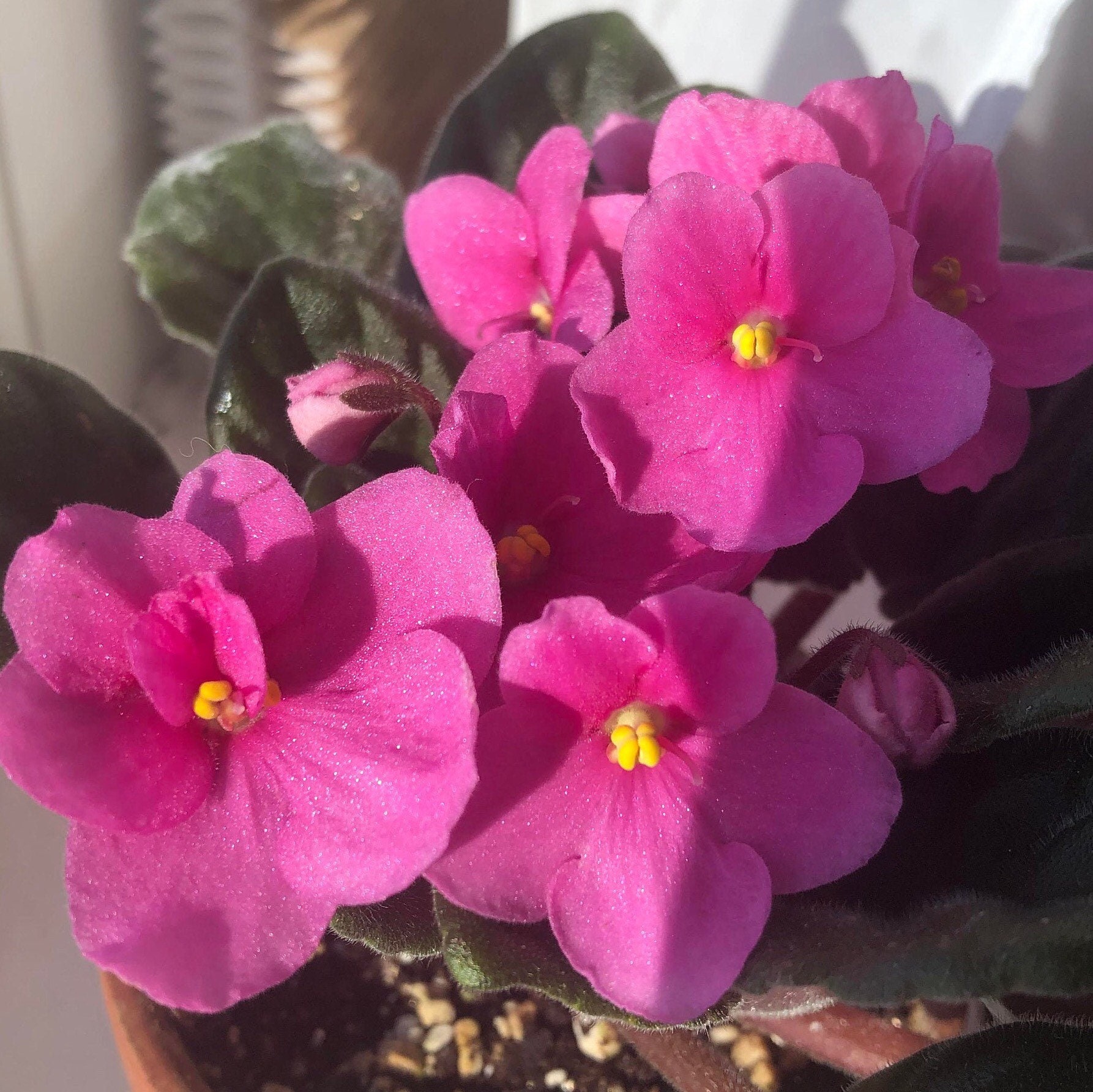 African Violet Live Plant Michigan Bright Pink Etsy