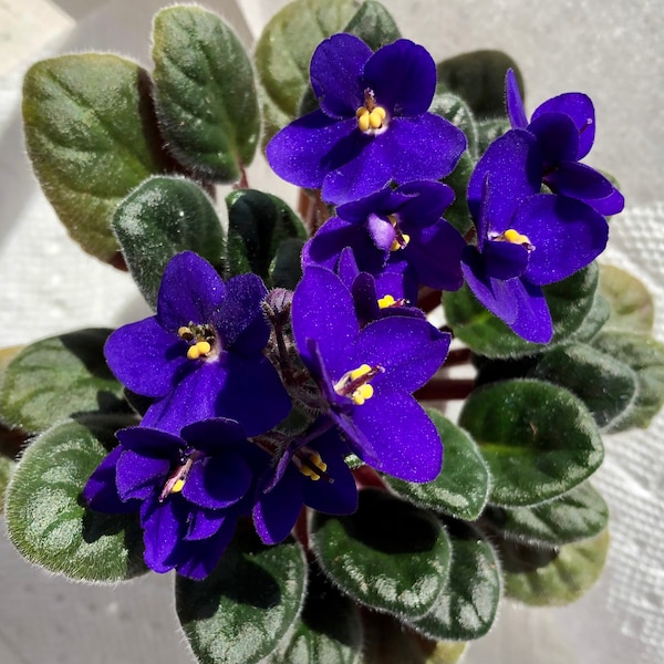 African Violet Live Plant, Kentucky Blue Purple Flowers, Dark Green, Red Reverse Leaves, Classic Beautiful Blooms, Cuttings, Loves to Flower