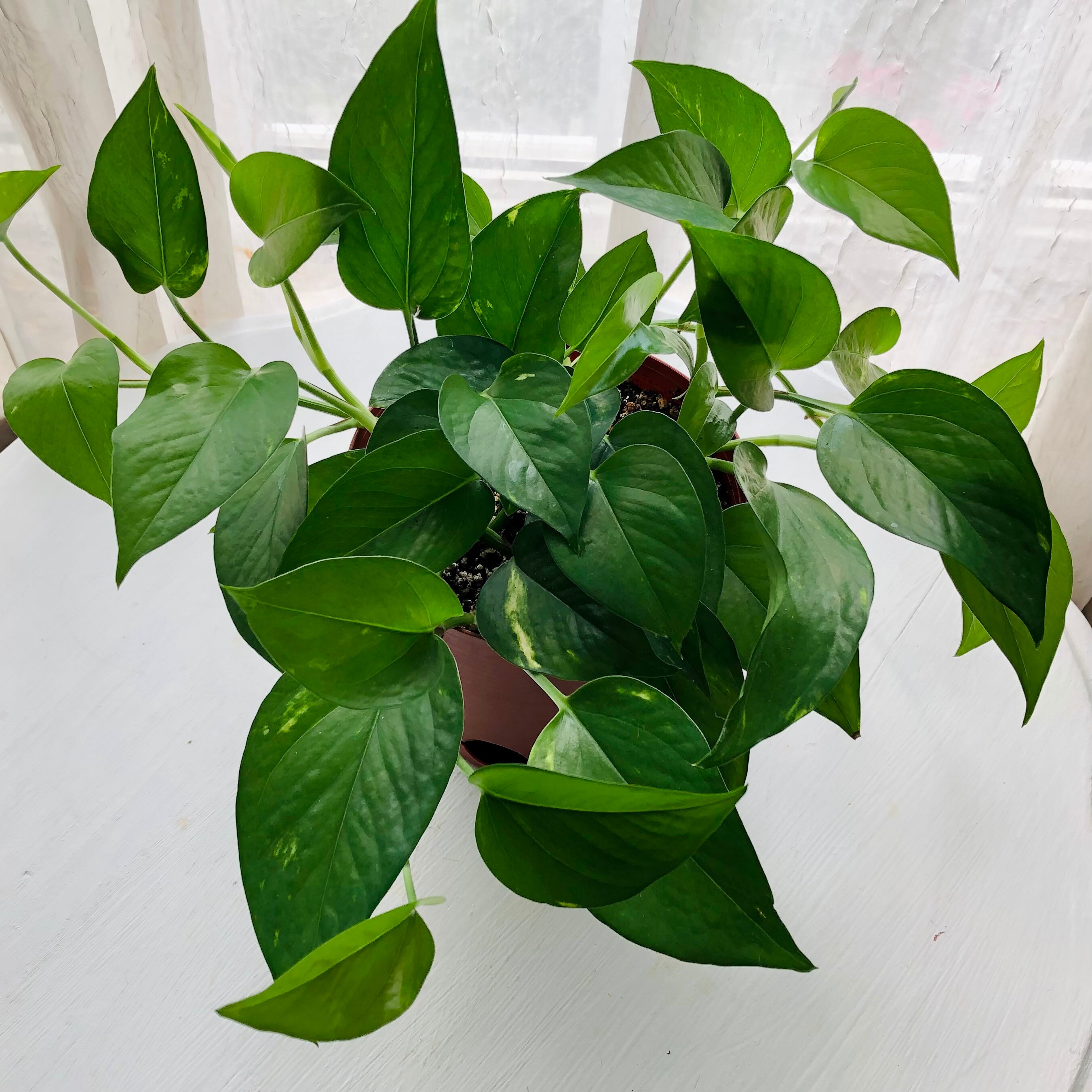 Jade Pothos 2 Fully Rooted Healthy Plant Cuttings 4 Fresh Etsy