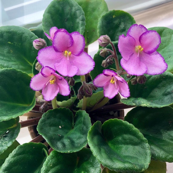 African Violet Live Plant michele Speckled Pink Purple - Etsy