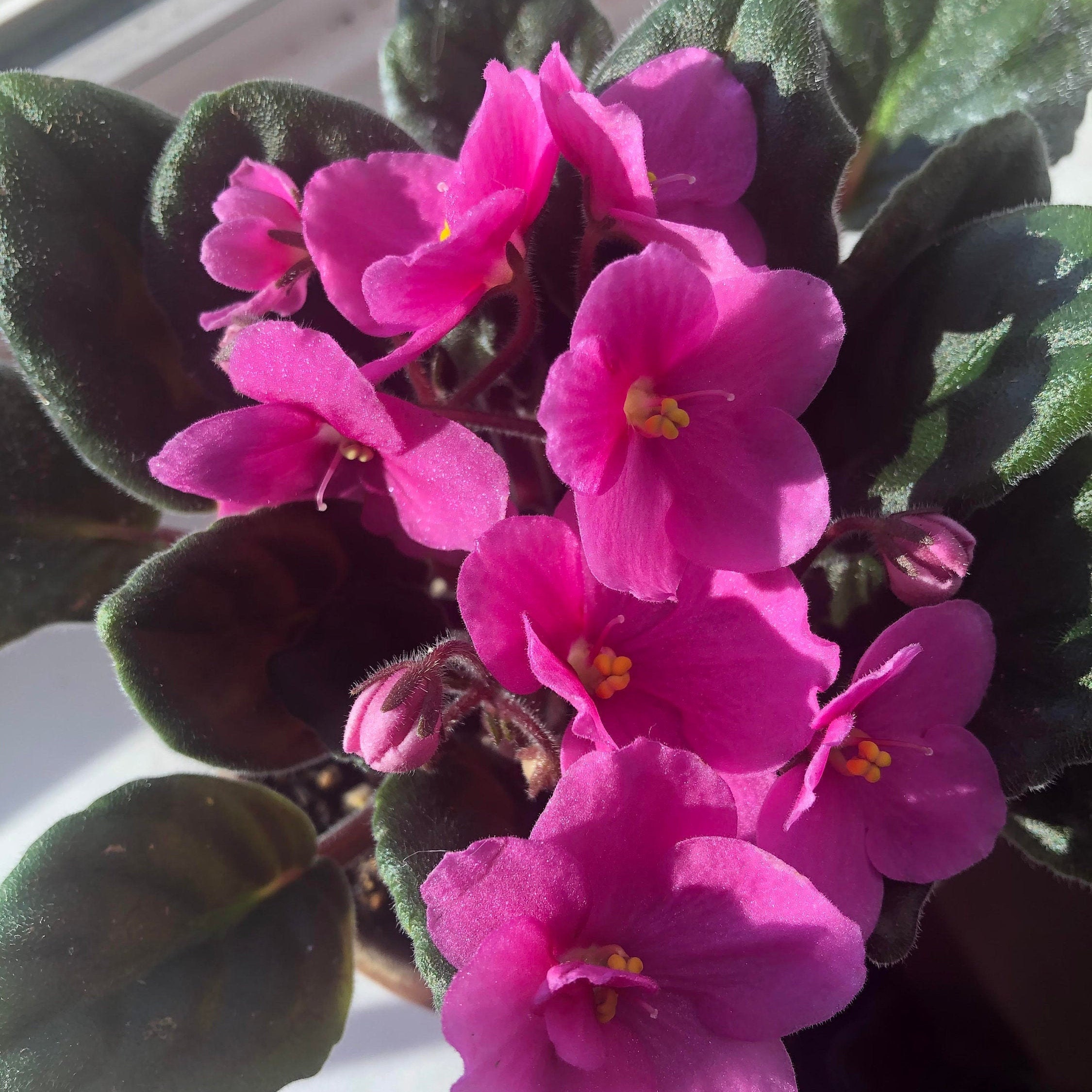 African Violet Live Plant Michigan Bright Pink Etsy
