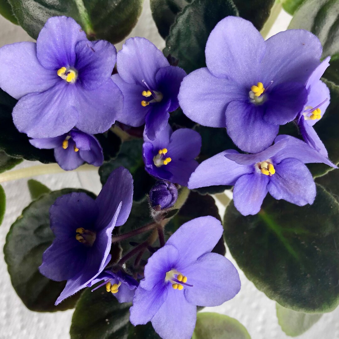 African Violet Live Plant, Light Blue Flowers Over Dark Green Foliage ...