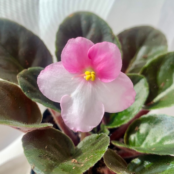 African Violet Live Plant, -City-Line Trendy Pink- Pink and White Flowers, *NEW* Addition, Dark Green Glossy Leaves, Starter Plant, Cuttings