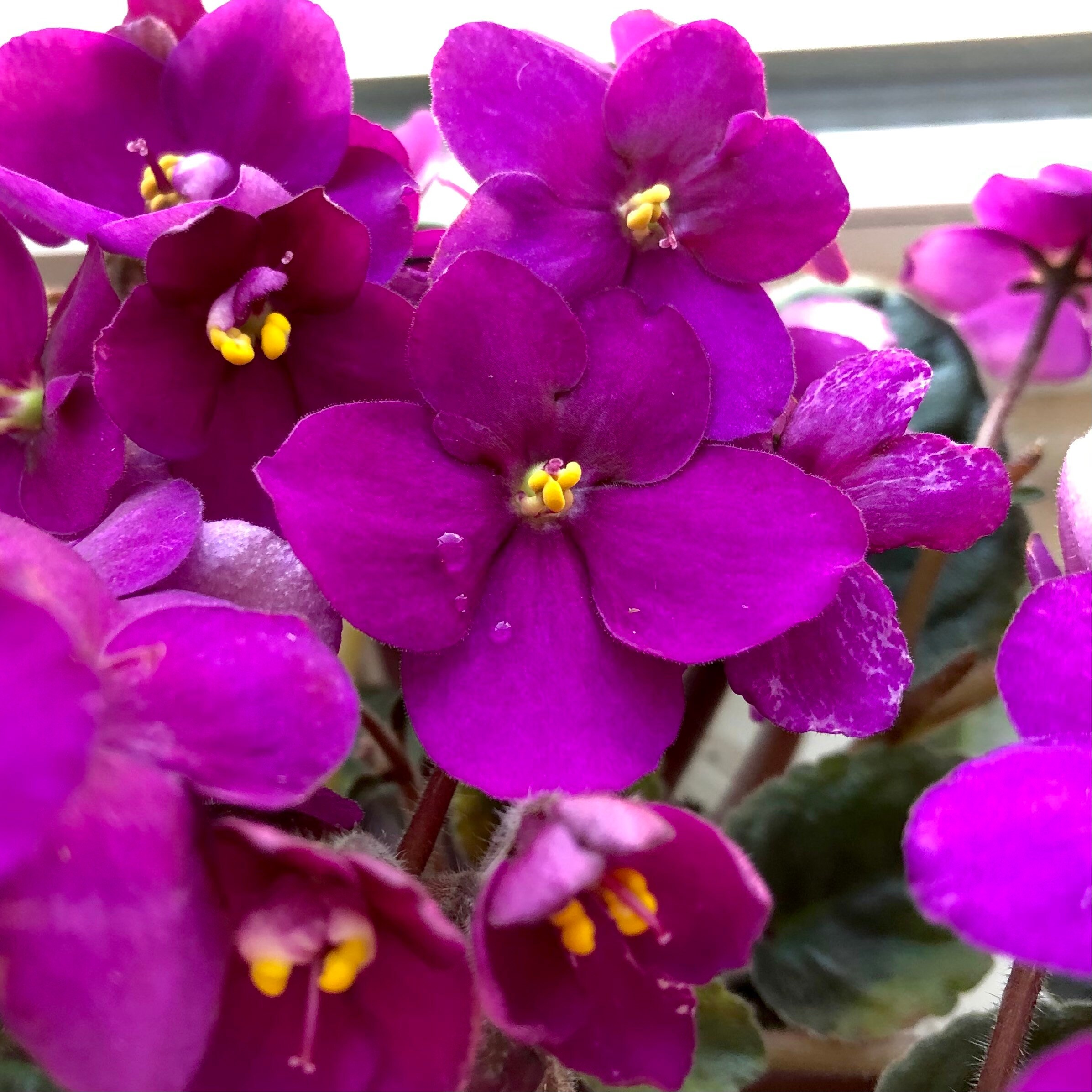 African Violet Live Plant Warm Magenta Bright Etsy