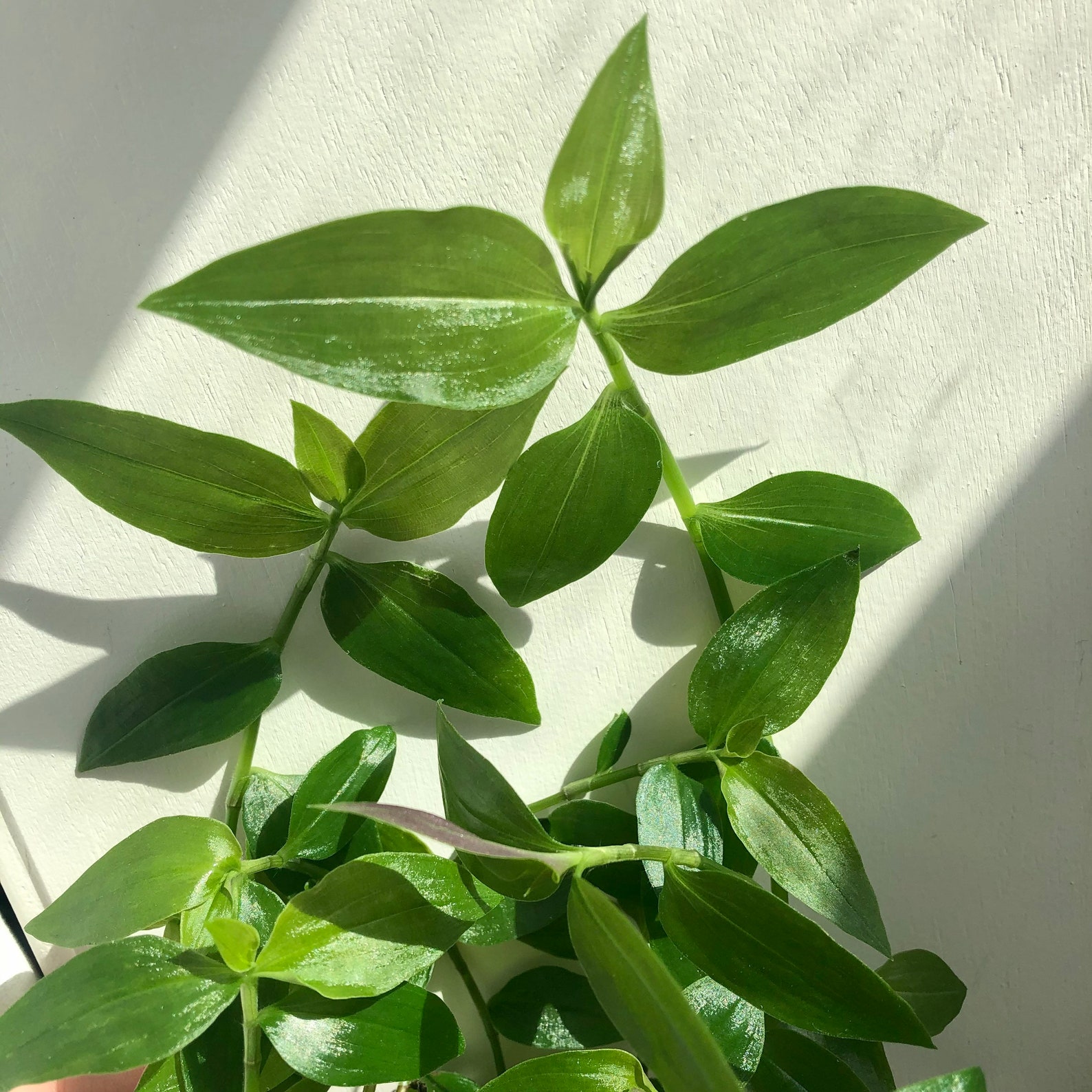 Green Tradescantia Zebrina Wandering Jew Live Plant 4