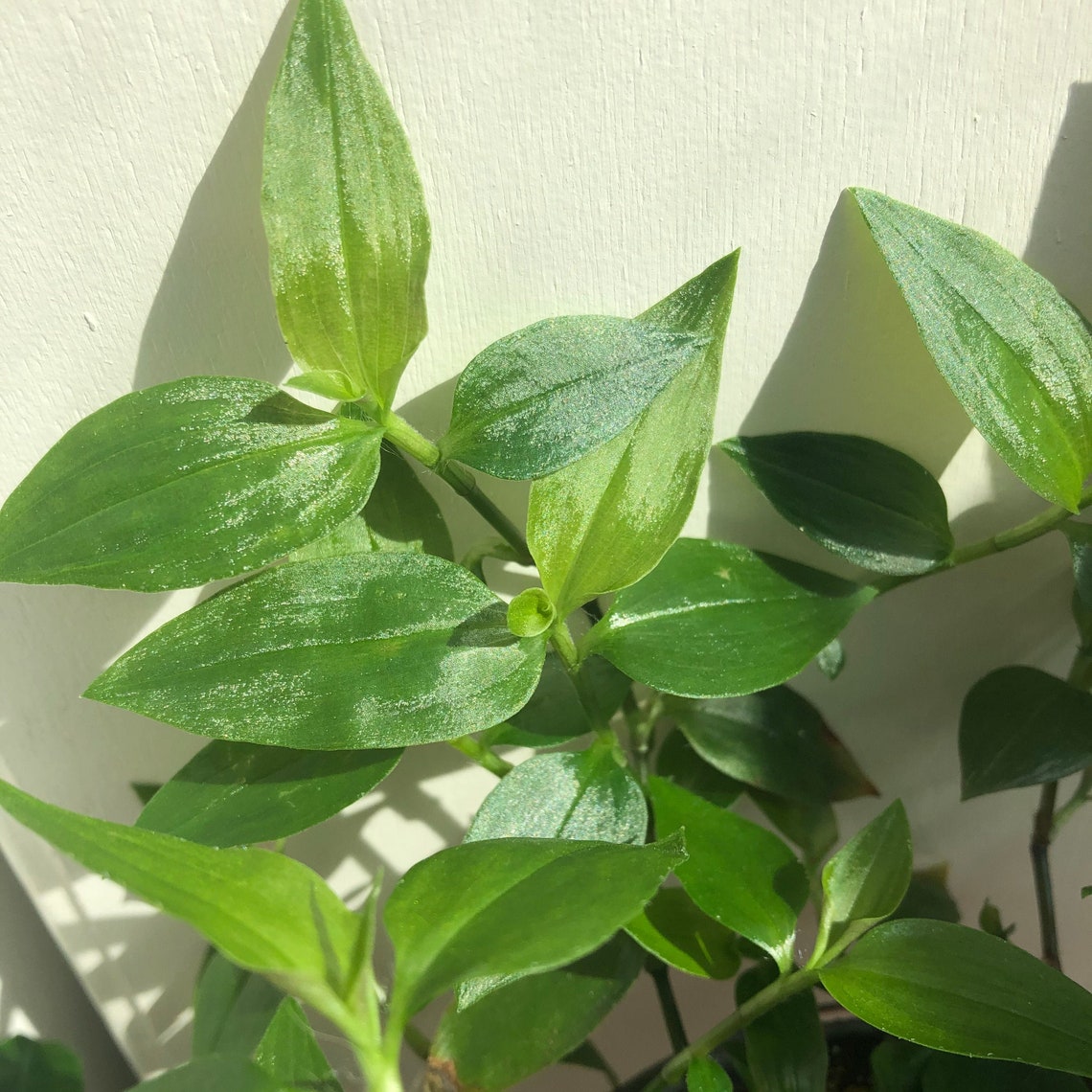 Green Tradescantia Zebrina Wandering Jew Live Plant 4