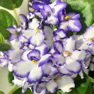 May include: Close-up of an African violet plant with multiple blooms. The flowers have white petals edged with a vibrant purple hue. Yellow stamens are visible in the center of each flower, and green leaves are in the background.