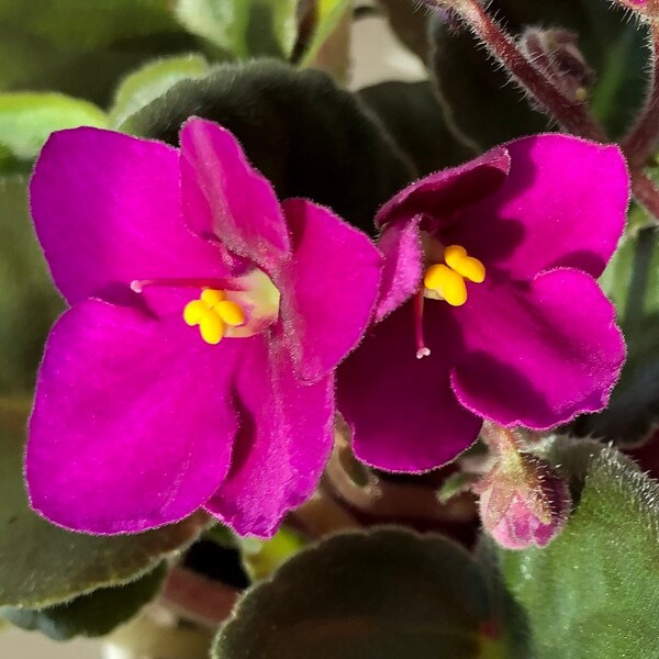 African Violet Live Plant Warm Magenta, Bright Fuchsia Purple Blooms Serrated Leaves, Leaf Cuttings, Starter Plant, Cuttings, or Blooming