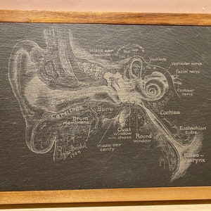 Ear Anatomy 1 wood/Slate Cutting Board