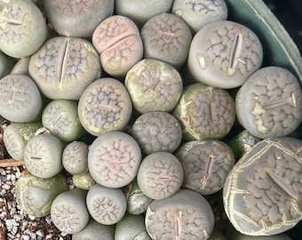 Lithops hookeri var. susannae