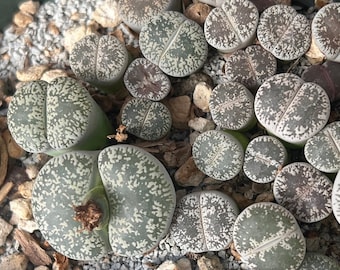 Lithops lesliei var. venteri