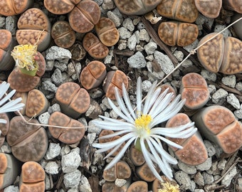 Lithops karasmontana var. lericheana [C330]