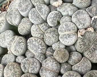 Lithops lesliei var. venteri 'Douglas form'