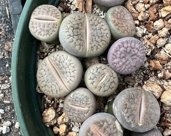 Lithops hookeri 'Vermiculate form'