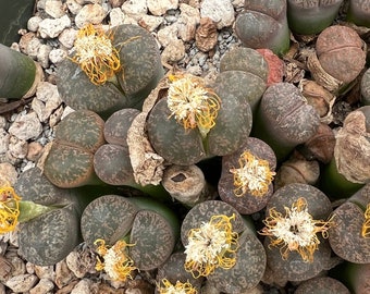 Lithops lesliei var. minor