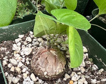 Dioscorea elephantipes