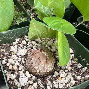 Dioscorea elephantipes