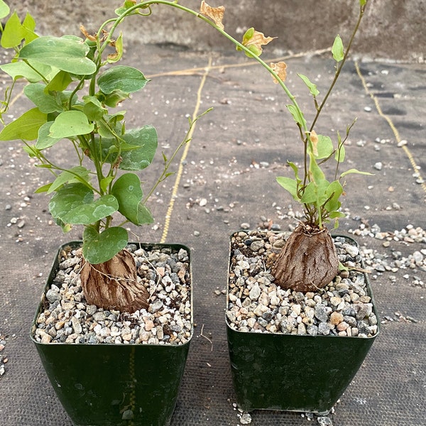 Dioscorea hemicrypta hybrid